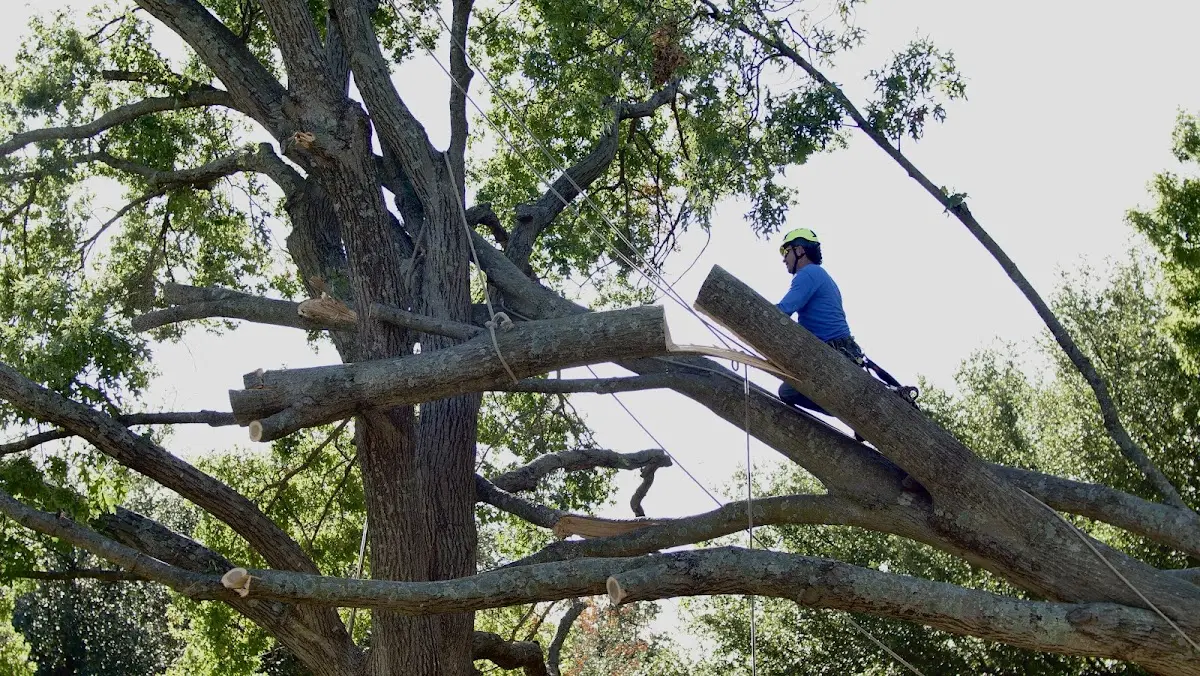 Professional Hazardous Tree Removal performed by certified arborists in Leoti